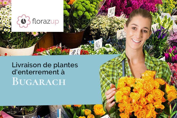 plantes pour un deuil à Bugarach (Aude/11190)